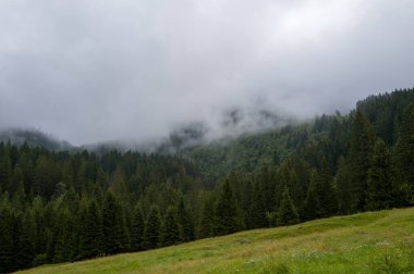 Yoğun yemyeşil ağaçlar dağ yamaçlarını kaplıyor, alçak asılı sis vadide sürükleniyor ve yumuşak gün ışığı ön plandaki yemyeşil çayırları aydınlatıyor..