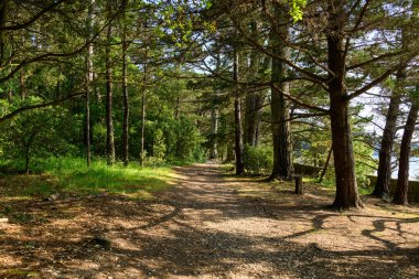 Lekeli güneş ışığı, Berder Adası 'ndaki yaprakların arasından görülebilen kıyı şeridini gösteren bereketli bir orman ortamında huzurlu toprak patika boyunca uzun çam ağaçlarının arasından süzülüyor..