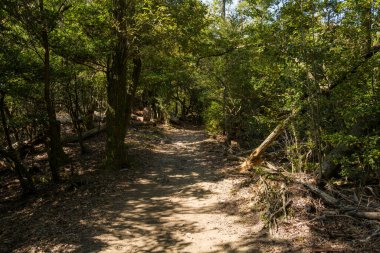 Daimonji Dağı, Kyoto 'daki sık ormanlık alanda sakin bir toprak yol esiyor. Güneş ışığıyla aydınlanan toprak parçaları ve düşen dallar gölgeli orman tabanını kaplıyor..