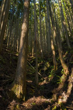 Güneş ışığı, Japonya 'nın Wakayama kentindeki Kumano Kodo boyunca uzanan engebeli bir yamaçtaki uzun sedir ağaçlarının yoğun bir standından süzülür. Orman zemininde eğreltiotu kökleri ve dokuma kabuğu var. Bu da ormanlık alanda huzur verici bir manzara yaratıyor..