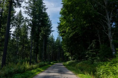 Uzun yeşil ağaçlar ve Morvan bölgesindeki yemyeşil çalılıklar arasında dar asfalt yol rüzgarları, zengin yeşil gölgelerin arasından süzülen benekli güneş ışığı ve yolda yumuşak gölgeler bırakıyor..