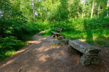 Bereketli yeşil orman boyunca uzanan tozlu bir yol, aşınmış taş bir bank ve Dampierre en Burly 'de canlı eğreltiotlarıyla çevrili ahşap bir koltuk içeriyor. Sıcak yaz güneşi doğal dokuları ve sakin atmosferi vurguluyor..