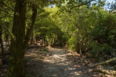 Kyoto Daimonji Dağı 'ndaki yoğun yeşil orman boyunca uzanan toprak yürüyüş yolu, güneş ışığının zemini kararttığı ve gölgeli zemin boyunca dağılan dallarla doludur..