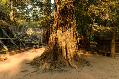 Sıcak öğleden sonra ışığı, Kamboçya Angkor bölgesindeki Ta Prohm tapınağının yıpranmış taş kalıntıları arasında büyüyen eski bir ağacın devasa köklerini ve dokulu gövdesini aydınlatır. Düşmüş bloklar ve yosunlu duvarcılık çevredeki tropikal ormanlarla harmanlanmış.