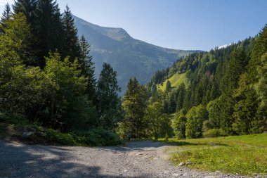 Bir çakıl yürüyüş yolu, açık mavi gökyüzünün altında uzun çam ağaçları ve uzak zirveleri ile, güneşin aydınlattığı dağ yamaçlarının tabanındaki yoğun yeşil orman boyunca esiyor..