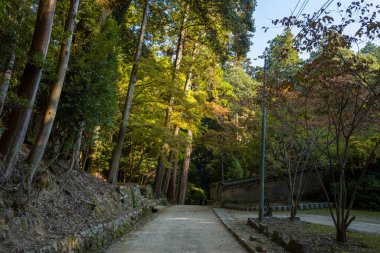 Japonya 'nın Himeji kentindeki Engyoji yakınlarındaki Shosha Dağı' nda uzun ağaçların ve benekli güneş ışığının altında sakin bir toprak yol esiyor. Sahnede toprak dokular, taş kenarlar ve sakin bir orman atmosferi yer alıyor..