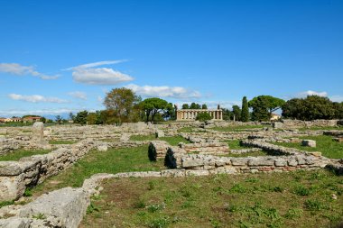 Antik taş temeller ve alçak duvarlar İtalya 'nın Paestum kentindeki çimenli arkeoloji sahalarında uzanıyor. Uzakta, iyi korunmuş bir Yunan tapınağı, canlı mavi bir Akdeniz gökyüzünün altında dağınık ağaçların arasından yükseliyor..