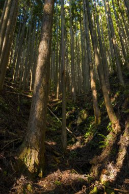 Altın güneş ışığı, Japonya 'nın Wakayama kentindeki Kumano Kodo boyunca dik bir orman yamacındaki sedir ağaçlarının arasından akar. Ağaç kabuğu, eğreltiotu ve düşen iğnelerin zengin dokuları huzurlu bir orman atmosferi yaratır..