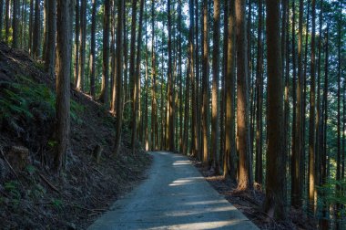 Uzun, ince ağaçlar arasında uzanan asfalt bir patika. Yumuşak bir Japon koruluğunda, yumuşak güneş ışığı, sakin orman zemininde uzun gölgeler bırakıyor. Sahnede zengin dokular, dikey çizgiler ve barışçıl, doğal bir ortam yer alıyor..