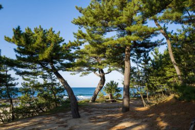Kavisli çam ağaçları, mavi okyanus dalgaları ve Kotohikihama Sahili yakınlarındaki berrak gökyüzü manzaralı kumlu topraklarda yetişir ve huzurlu bir kıyı manzarası oluşturur..