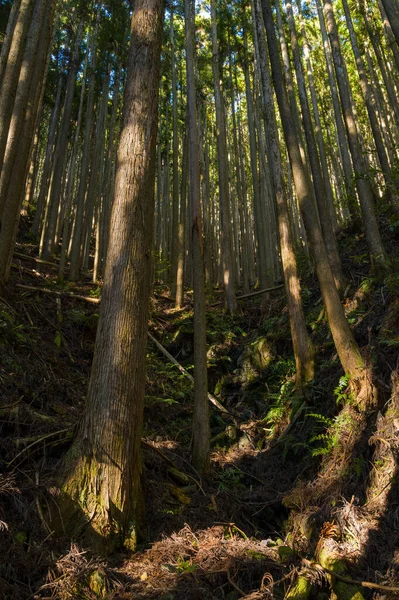 Güneş ışığı, Japonya 'nın Wakayama kentindeki Kumano Kodo boyunca uzanan engebeli bir yamaçtaki uzun sedir ağaçlarının yoğun bir standından süzülür. Orman zemininde eğreltiotu kökleri ve dokuma kabuğu var. Bu da ormanlık alanda huzur verici bir manzara yaratıyor..