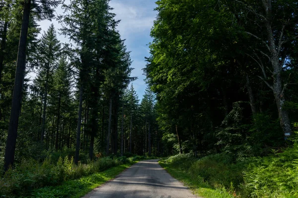 Uzun yeşil ağaçlar ve Morvan bölgesindeki yemyeşil çalılıklar arasında dar asfalt yol rüzgarları, zengin yeşil gölgelerin arasından süzülen benekli güneş ışığı ve yolda yumuşak gölgeler bırakıyor..