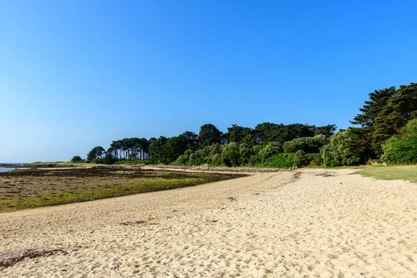 Geniş kumlu kıyı şeridi kayalık gelgit düzlükleriyle ve açık mavi gökyüzünün altında Saint Philibert 'teki Men er Bellec plajında yoğun yeşil yapraklarla birleşiyor..