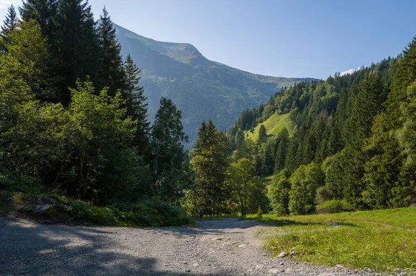 Bir çakıl yürüyüş yolu, açık mavi gökyüzünün altında uzun çam ağaçları ve uzak zirveleri ile, güneşin aydınlattığı dağ yamaçlarının tabanındaki yoğun yeşil orman boyunca esiyor..