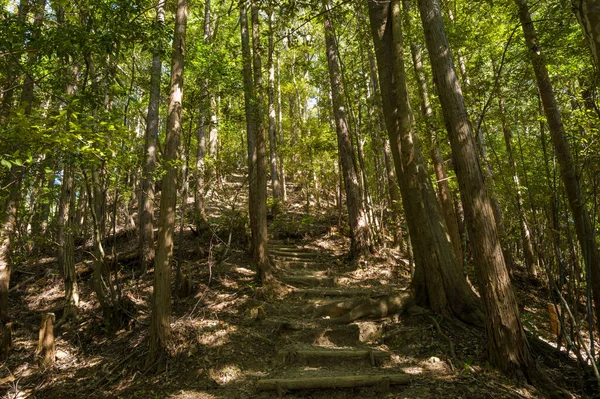 Kırsal basamaklar yüksek, ince gövdeler ve canlı yeşil yaprakların altındaki orman yamacına tırmanıyor. Güneş ışığı gölgelerin arasından süzülür, canlı gölgeler bırakır ve orman zemininin toprak dokusunu aydınlatır..