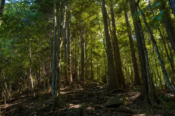 Engebeli bir orman yamacı, yapraklı tepe örtüsünün içinden süzülen dağınık güneş ışığıyla aydınlatılan uzun, ince ağaçlar ve karışık köklerle kaplıdır. Dokulu zemin ve canlı yeşillik sakin, doğal bir orman atmosferi yaratır..