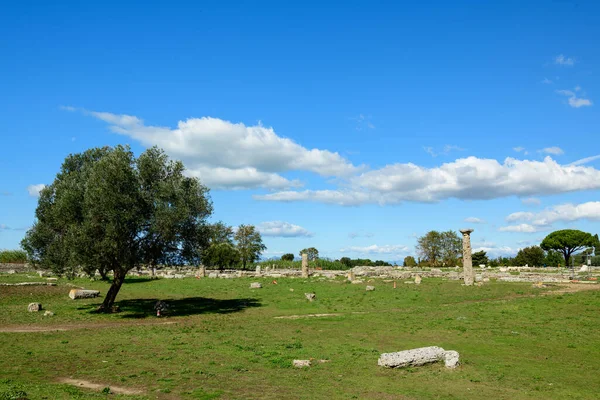 Yapayalnız bir zeytin ağacı, İtalya 'nın Paestum kentinde antik taş kalıntıları ve tek bir ayakta duran sütunla lekelenmiş çimenli arkeolojik zeminde gölgeleniyor. Açık arazi, geniş mavi bir Akdeniz gökyüzünün altında kıtır kıtır güneş ışığıyla aydınlanır.