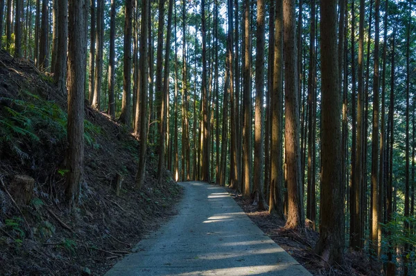 Uzun, ince ağaçlar arasında uzanan asfalt bir patika. Yumuşak bir Japon koruluğunda, yumuşak güneş ışığı, sakin orman zemininde uzun gölgeler bırakıyor. Sahnede zengin dokular, dikey çizgiler ve barışçıl, doğal bir ortam yer alıyor..