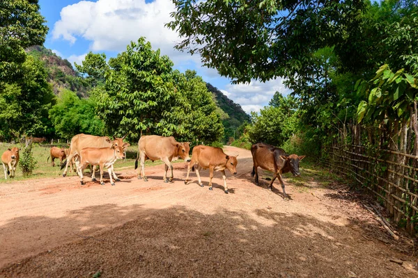 Küçük bir inek sürüsü, yemyeşil ağaçlar ve kırsal çitlerle çevrili ve arka planda yükselen orman tepeleri olan güneşli toprak bir yoldan geçiyor. Sakin kırsal kesim Laos kırsalındaki günlük yaşamı ve doğal dokuları yakalıyor..
