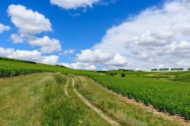 Pouilly sur Loire 'da dalgalanan beyaz bulutlarla dolu geniş bir gökyüzünün altındaki yemyeşil üzüm bağlarını kesen dolambaçlı bir yol. Manzara canlı ve açık, kırsal özgürlük ve doğal güzelliği çağrıştırıyor..