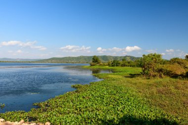 Berrak mavi gökyüzü, Brateak Krola Gölü 'nün sakin suları ve yemyeşil kıyı şeridi üzerinde uzanır. Uzak tepeler ve dağınık ağaçlarla çevrilidir. Su bitkileri ve otlar gün ışığında suların kenarında doğal dokular oluştururlar..