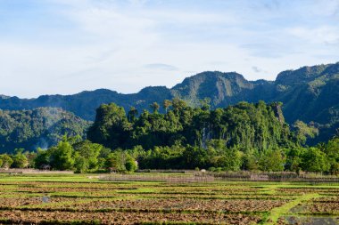 Bereketli pirinç tarlaları, yoğun tropikal bitki örtüsü ve açık mavi gökyüzünün altındaki dik kireçtaşı tepeleriyle çevrili ön planda uzanıyor. Sahne canlı yeşillikleri, doğal dokuları ve kırsal bölgenin sakin atmosferini yakalıyor..