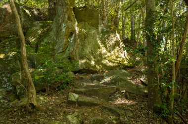 Düzensiz taş basamaklar, gölgeli bir orman patikasında uzun ağaçlar ve yemyeşil yapraklarla çevrili büyük yosunlu bir kayaya çıkıyor. Güneş ışığı yaprakların arasından süzülür, dokulu kayayı aydınlatır ve sakin, doğal bir sahne yaratır..