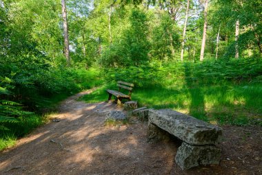 Sakin bir orman sahnesinde, Dampierre en Burly 'deki Chemin des trois kaynaklarının yakınında bereketli yaz yaprakları ve benekli güneş ışığı ile çevrili dolambaçlı toprak patika boyunca yıpranmış bir taş bank ve ahşap bir koltuk bulunur..