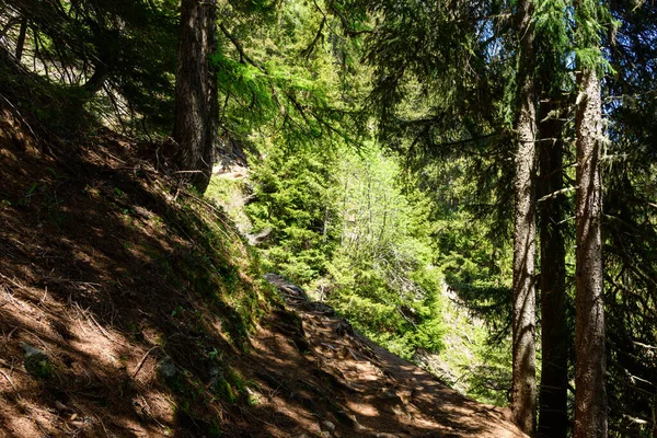 Dar bir toprak yol, yüksek yemyeşil ağaçların altında, gölgeli, dik bir yamaç boyunca süzülür. Parlak güneş ışığı, yemyeşil yaprakları aydınlatır. Alp ormanlarında..