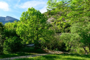 Parlak yeşil ağaçlar ve yoğun yapraklar, açık mavi gökyüzünün altında yükselen engebeli kireçtaşı tepe ile güneşli bir bahçeyi doldurur. Sahne, taze bahar gelişimini ve doğal dokuları sakin bir açık hava ortamında yakalıyor..