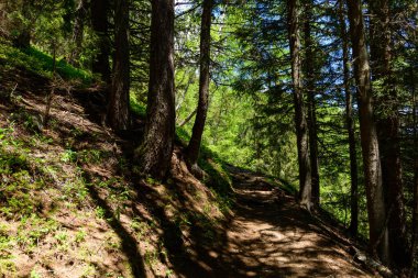 Dağlık bir ormandaki yüksek çam ağaçlarının altında toprak yürüyüş yolu yokuş yukarı kıvrılır. Güneş ışığı yeryüzüne lekeli gölgeler ve yamaç boyunca canlı yeşillikler bırakır..