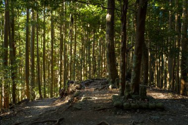 Yıpranmış taş heykeller, sık orman tepe örtüsünde akan uzun düz sedir ağaçlarıyla çevrili bir orman patikasının yanındaki küçük bir tepecikte dinlenir. Sakin sahne, sakin ve sessiz bir yansıma hissi uyandırıyor..