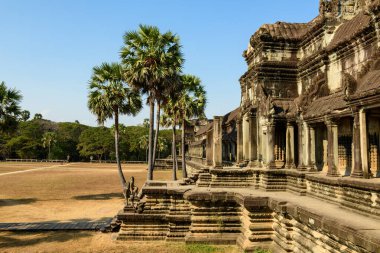 Öğleden sonra güneş ışığı, Angkor Vat 'taki yıpranmış kumtaşı sütunlarını ve tarihi Khmer mimarisinin yanında yükselen yüksek palmiye ağaçlarıyla birlikte onur terasının basamaklarını vurguluyor. Açık arazi ve açık gökyüzü anıtsallığı vurguluyor