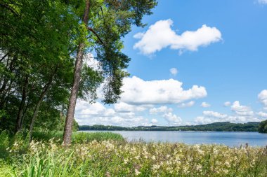 Yapraklı çam ağaçlarının altında, göl kıyısı boyunca uzanan kır çiçekleri ve uzun otlar, sakin mavi sularla ve kabarık bulutlarla kaplı gökyüzünün altında yuvarlanan tepelerle birlikte büyür..