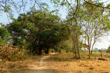 Lao kırsalında yapraklı ağaçların ve kuru otların altında dar bir toprak yol esiyor. Öğleden sonra güneş ışığı yaprakların arasından süzülerek doğal dokular ve yumuşak gölgelerle sakin bir kırsal manzara yaratır..