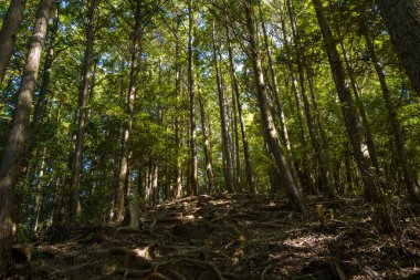 Engebeli bir yamaç yolu, uzun ve ince ağaçların altındaki ağaç kökleri ile kaplıdır. Güneş ışığı, sık yeşil yaprakların arasından süzülerek orman zemininde dinamik bir ışık ve gölge etkileşimi yaratır..