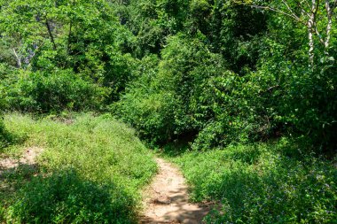 Dar bir toprak yol, yoğun tropikal bitki örtüsüyle çevrili parlak güneş ışığı altında yemyeşil bir yeşilliğe dönüşür. Sahne doğal dokuları ve katmanlı yeşillikleri yakalıyor. Orman ortamının tipik özelliği..