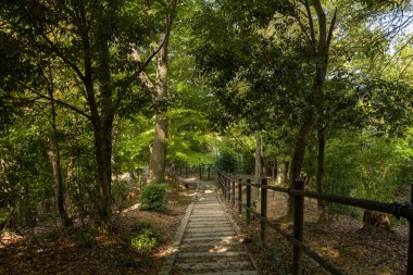 Ahşap korkuluklu düz bir merdiven Kyoto yakınlarındaki Daimonji Dağı 'ndaki yemyeşil orman boyunca iner. Güneş ışığı yoğun yaprakların arasından süzülür ve basamaklarda yumuşak gölgeler bırakır..