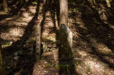 Yıpranmış taş sütunlar, Japonya 'nın Wakayama kentindeki Kumano Kodo hac yolu boyunca uzanan sakin bir sedir ormanında yosunlu kayaların ve benekli güneş ışığının arasında duruyor..
