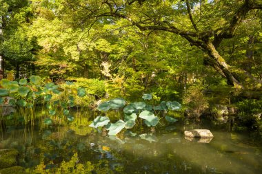 Büyük nilüfer yaprakları ve parlak yeşil yapraklarla çevrili bir gölet ve Kyoto 'da yumuşak güneş ışığı altında Japon bahçesinde yosunlu bir ağaç..