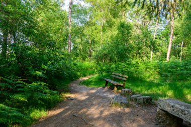 Bereketli bir orman yolu yemyeşil çimenlikte kıvrılır. Dampierre en Burly 'deki Chemin des trois kaynaklarının yakınında canlı eğrelti otları ve güneş lekeleri ile çevrili ahşap bir bank ve taş koltuklar bulunur..
