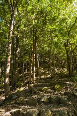 Uzun ağaçlar ve yoğun yeşil yapraklarla çevrili güneşli bir ormanlık alandan yükselen taş adımlar. Benekli ışık, orman çevresinin engebeli dokusunu ve doğal güzelliğini vurguluyor..