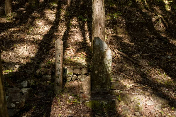 Yıpranmış taş sütunlar, Japonya 'nın Wakayama kentindeki Kumano Kodo hac yolu boyunca uzanan sakin bir sedir ormanında yosunlu kayaların ve benekli güneş ışığının arasında duruyor..