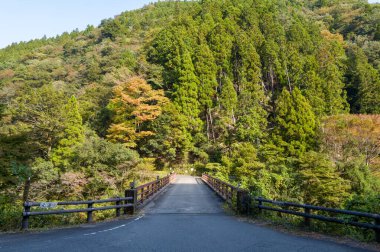 Asfalt bir köprü, yoğun kozalaklı ağaçlar ve açık gün ışığı altında sonbahar yapraklarıyla çevrili yeşil bir vadi üzerinde uzanır. Sahne, doğal dokular ve canlı yeşillikle davetkar ve huzurlu hissettiriyor..