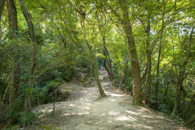Dirt path winds through dense green woodland on Mount Daimonji in Kyoto, with sunlight filtering softly through tall trees and casting dappled shadows along the tranquil forest floor.