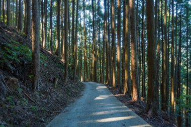Dar asfalt bir yol düz sedir gövdelerinden oluşan sık bir orman boyunca esiyor, güneş ışığı yerde uzun gölgeler bırakıyor. Huzurlu orman sahnesinde toprak dokular, yemyeşil çalılıklar ve sessiz bir yalnızlık hissi var..
