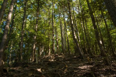 Çarpık orman yolu engebeli bir yamaca tırmanır. Karışık kökler ve uzun ağaçlar dinamik bir ışık ve gölge oyunu yaratır. Güneş ışığı, Kumano Kodo patikasının doğal dokusunu vurgulayarak yoğun tepe örtüsünden süzülür..