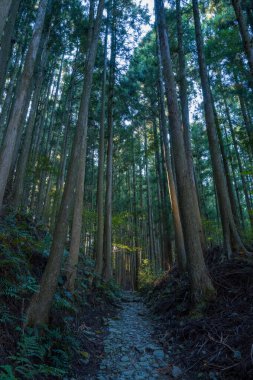 Japonya 'nın Wakayama kentindeki Kumano Kodo boyunca uzanan sık, yeşil bir ormandaki sedir ağaçları arasında kayalık bir patika var. Yüksek gölgeliklerdeki benekli güneş ışığı filtreleri, sakin ve gizemli bir orman atmosferi yaratıyor..