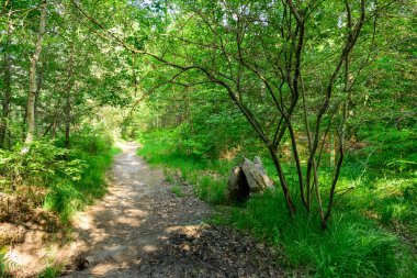 Rüzgârlı yeşil ormanın içinden geçen dolambaçlı bir toprak yol yapraklı dalların arasından süzülen güneş ışığı ve Dampierre en Burly yakınlarındaki patikanın kenarına kurulmuş yosunlu bir ilkbahar sığınağı..