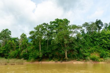 Su bufaloları, kuzey Laos 'taki Muang Ngoi yakınlarında Nam Ou Nehri' ndeki uzun yeşil ağaçların altında çamurlu bir nehir kıyısında otlarlar. Yoğun tropikal ormanlar, bulutlu bir gökyüzünün altında canlı bir nehir kenarı manzarası yaratarak hayvanların arkasından yükselir..